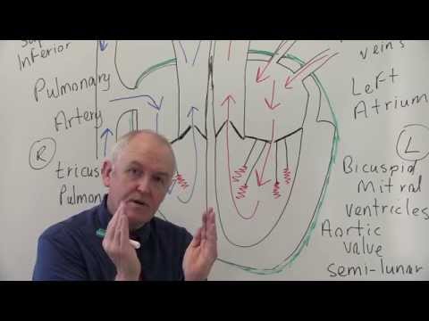 Comprehensive Heart Anatomy Diagram for Scientific Study