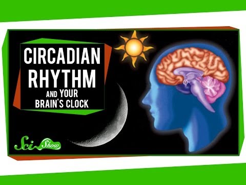 Chronobiology: The Science of Biological Clocks and Rhythms