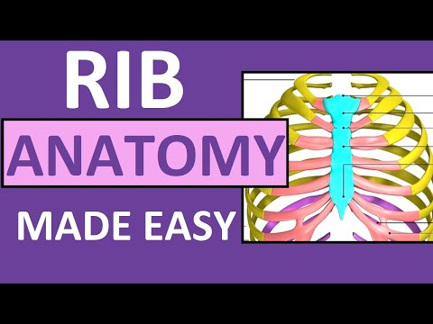 The Intricacies of Human Rib Cage Anatomy and Function