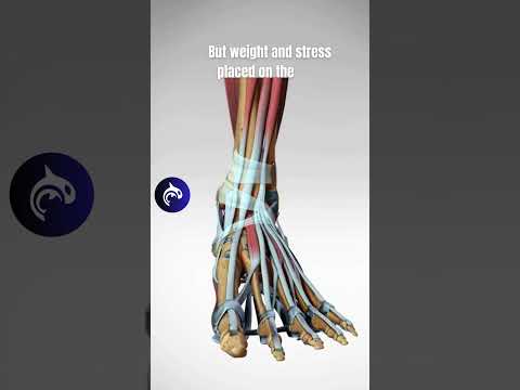 Dorsal Foot Anatomy and Its Role in Human Movement