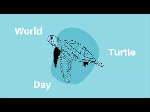 Turtle Anatomy Unveiled Through Scientific Study and Outreach