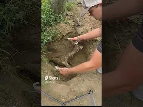 The Intricate Structure of Deer Skeletons in Nature