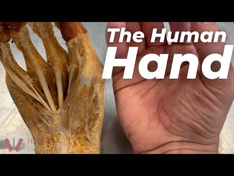 The Intricate Anatomy of the Human Hand Unveiled
