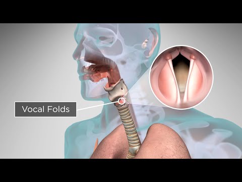 Vocal Cord Anatomy Uncovered in Human Voice Production