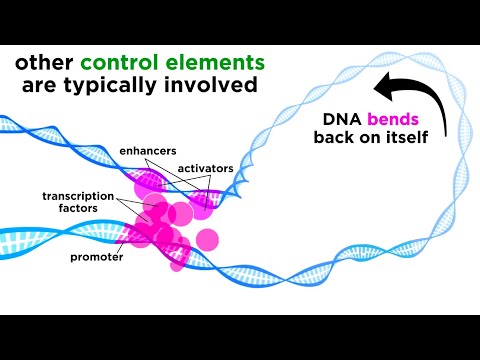 Regulator Genes Play Critical Roles in Genetic Expression
