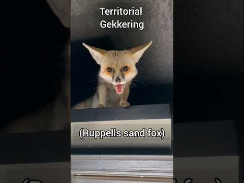 Fascinating Insights into Fox Behavior and Communication
