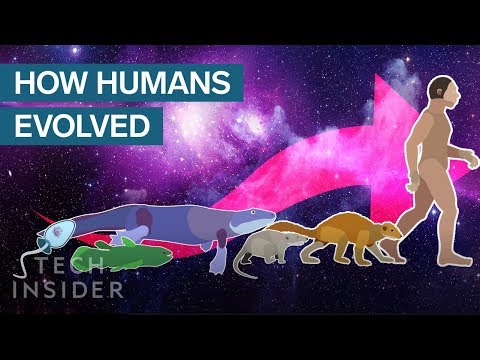 The Journey of Monkey Evolution Through Time and Space