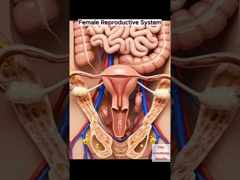 Female Human Anatomy: Insights for Scientific Education