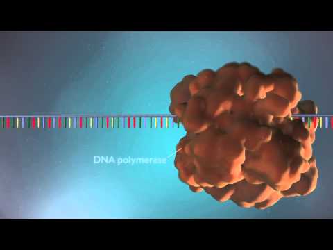 DNA Polymerase: The Key Enzyme in Genetic Replication