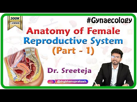 The Science of Female Organs and Their Functions
