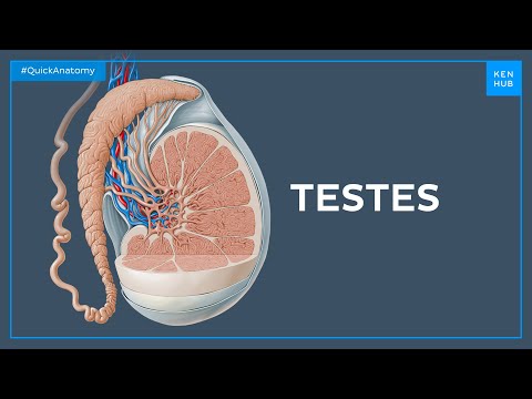 Epididymis Histology: Structure and Function in Male Reproduction