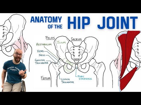 Groin Anatomy: Key Structures and Their Functions in the Body