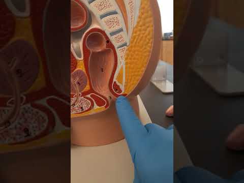 Structure and Function of the Rectum in Human Anatomy