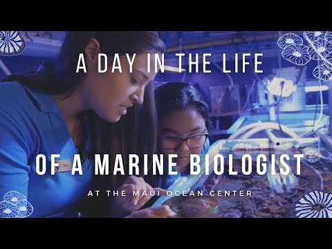 A Day in the Life of a Dedicated Marine Biologist
