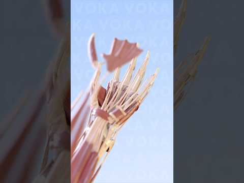 The Intricate Structure of Human Hand Bones in Science