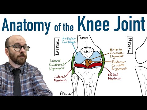 Anatomy of the Human Knee: A Scientific Diagram Overview