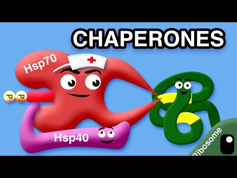 Chaperones Role in Protein Folding and Stability
