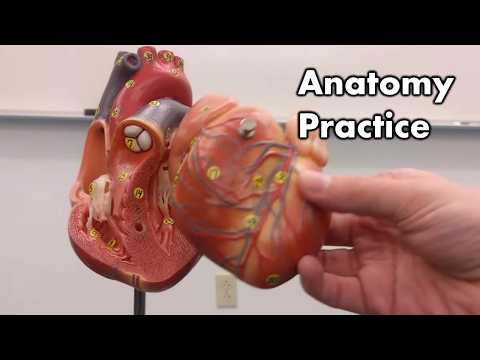Anatomically Accurate Heart Models Advancing Medical Research