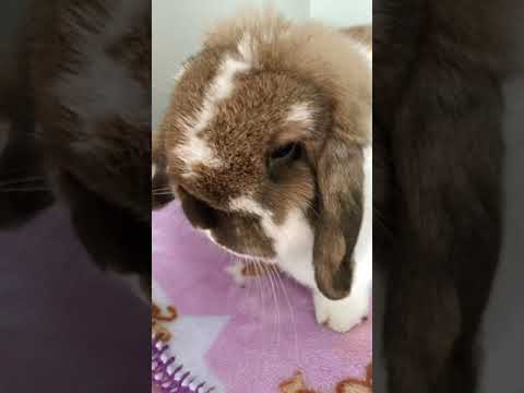 Rabbit Leg Anatomy: Insights into Structure and Function