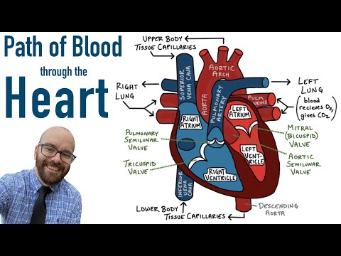 Circulatory System: Anatomy and Physiology Unveiled