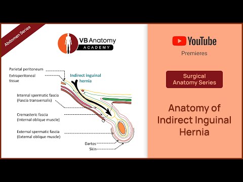 Essential Insights into Surgical Anatomy for Medical Professionals