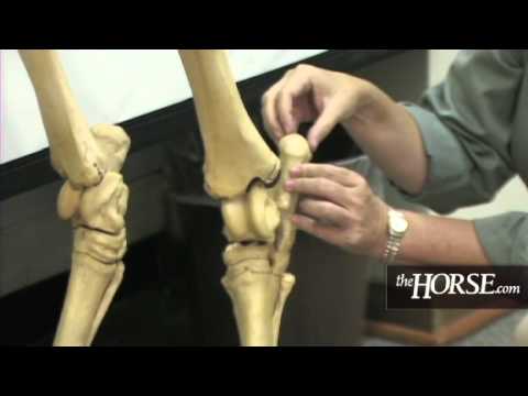 Horse Leg Anatomy: An Insight into Bone Structure and Function
