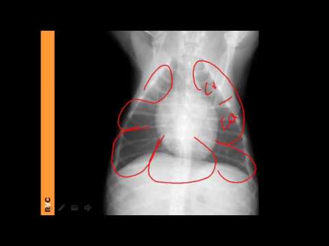 Canine Lung Anatomy and Its Role in Dog Health