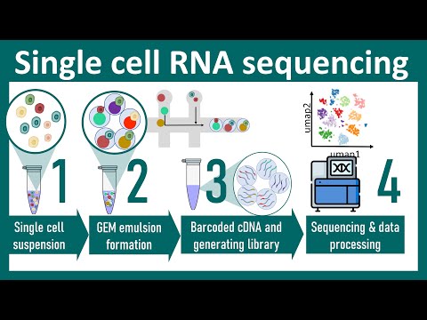 Advancements in Single Cell DNA Sequencing Techniques