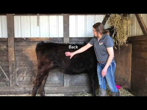 Cow External Anatomy: Insights for Scientific Exploration