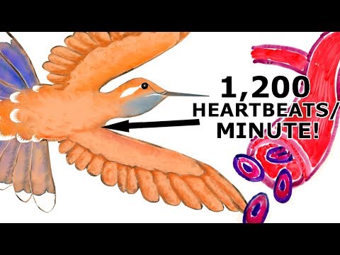 Unraveling the Intricacies of Bird Heart Anatomy