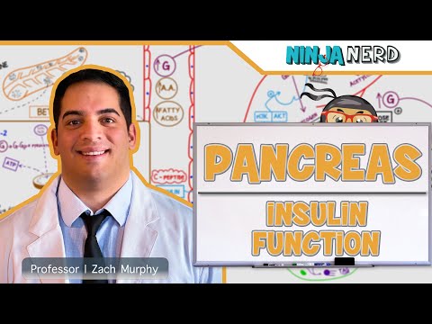 Pomc Gene: A Key Player in Hormonal Regulation and Metabolism