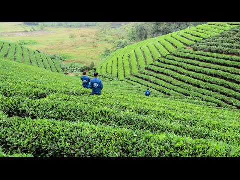 Innovations in Biomass Gasification for Sustainable Energy