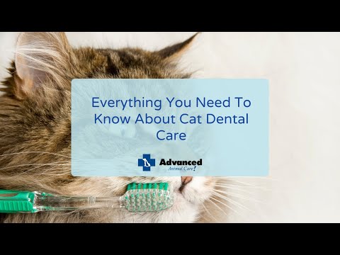 Understanding the Unique Oral Anatomy of Cats in Science