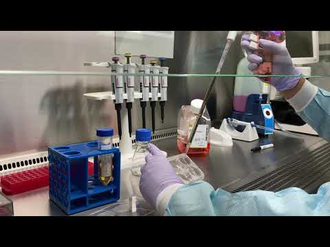 Advancements in Stem Cell Culture Techniques and Applications