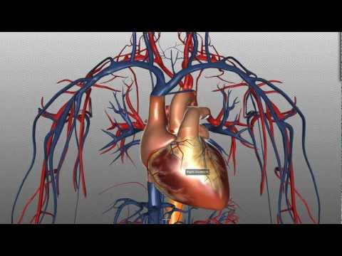 Heart Anatomy: Insights into Chest Structure and Function