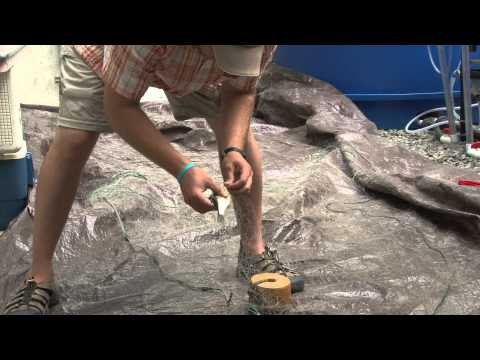 Advances in BMC Plant Biology and Scientific Outreach