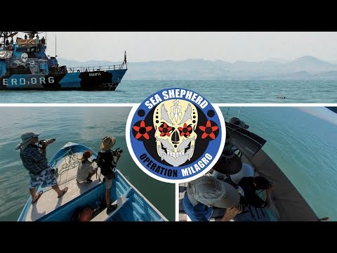 Protecting the Vaquita Through Science and Outreach Efforts