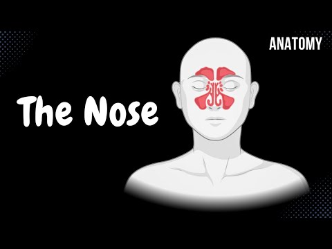 Anatomy of the Nose: Structure and Function Explained