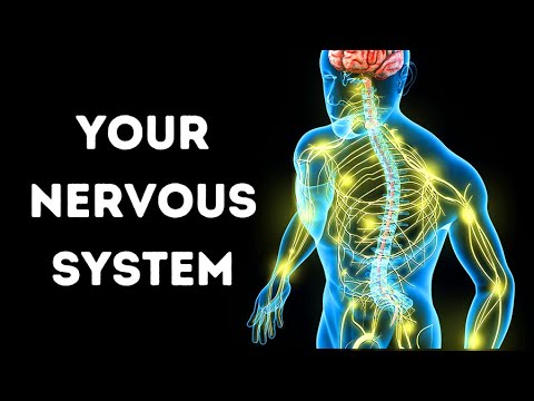 The Complexity and Wonders of the Human Nervous System
