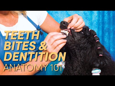 Fascinating Functions of Canine Tongue Anatomy in Dogs