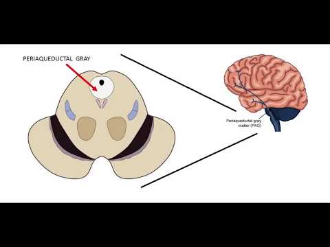The Science Behind Aggression in Human Behavior