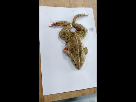 Frog Muscle Anatomy: Insights into Amphibian Functionality