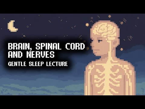 Mapping the Intricate Network of Human Body Nerves