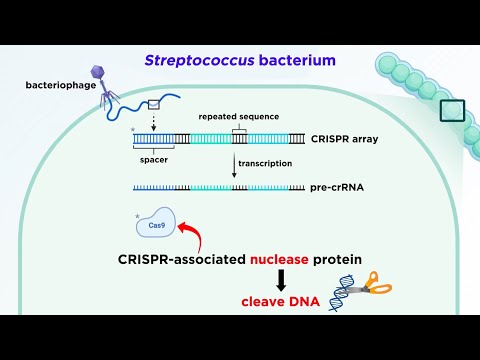 CRISPR Mice and Their Role in Genetic Research Advancements