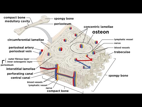 The Comprehensive Structure of Human Bones in Science