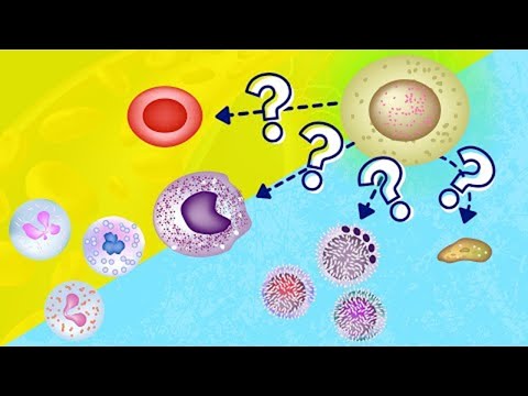 Hematopoietic Bone Marrow: The Heart of Blood Cell Production
