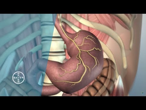 Insights into Human Abdominal Organs and Their Functions