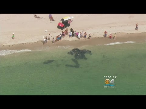 Manatee Mating Habits: Insights from Recent Research