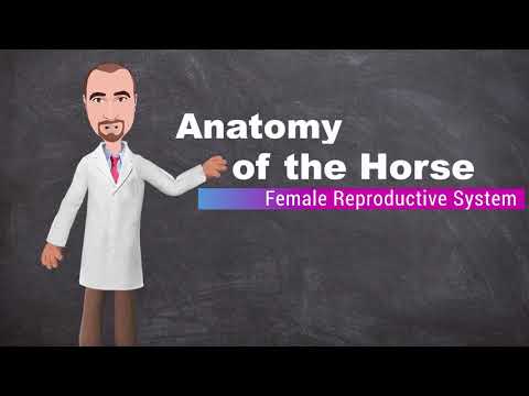 Equine Udder Anatomy: Insights into Reproductive Biology