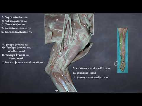 Canine Forelimb Anatomy and Its Evolutionary Significance